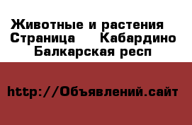  Животные и растения - Страница 2 . Кабардино-Балкарская респ.
